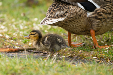 Entenküken bei der Nahrungsaufnahme