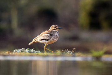 The Senegal thick-knee ( Burhinus senegalensis) standing on the river bank
