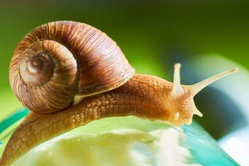 snail close-up