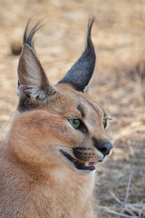 Caracal