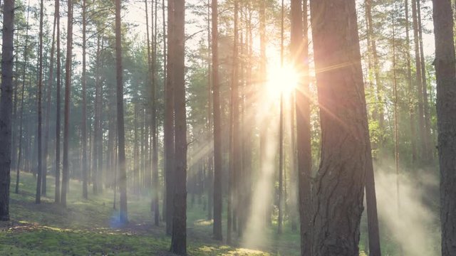 dlolly slide of sunset sunny pine forest in summer toned, prores footage