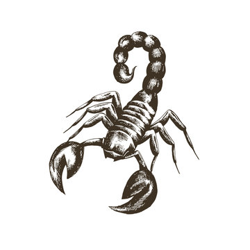 vector sketch of a scorpion in retro style on a white background