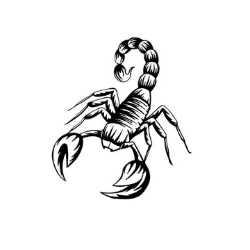 recommend clip art: vector illustration of a stylized scorpion on a white background