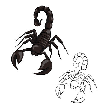 vector illustration scorpion isolated on white background