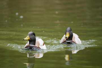 Halbstarke unter sich
