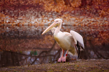 Pelican bird with pink beak near the lake in autumn park, natural background