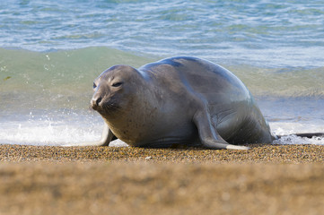 Elephant seal, Patagonia, Argentina