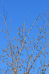 青空とマンサク