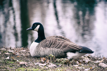 Canada goose, Branta canadensis. Wildlife animal. Single bird resting near lake in the park