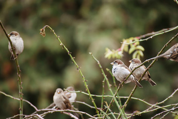 Group of grey sparrow birds resting on the branch of the bush, natural animal background