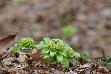 枯れ葉の斜面のフキノトウ