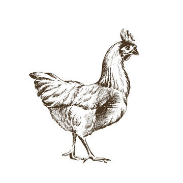 sketch vector illustration of chicken