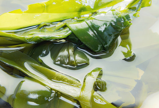 Kelp