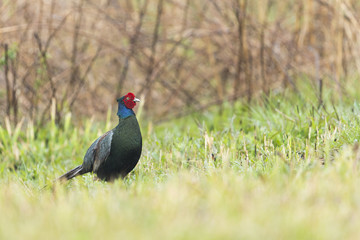 キジ雄(common pheasant)