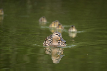 Fototapeta na wymiar Ausflug einer Entenfamilie