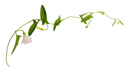 Bindweed twig with green leaves and pink flower