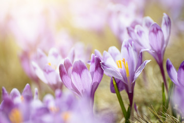 Mooie violette krokusbloemen die op het droge gras groeien, het eerste teken van de lente. Seizoensgebonden Pasen achtergrond.
