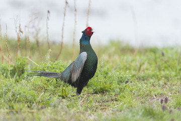 キジ雄(common pheasant)