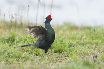 Obraz premium キジ雄(common pheasant)