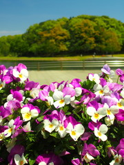 ビオラのある公園風景