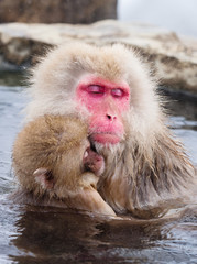 Fototapeta premium Portrait of a mother and child Japanese Snow Monkey in a hot spring, Jigokudani, Nagano, Japan.