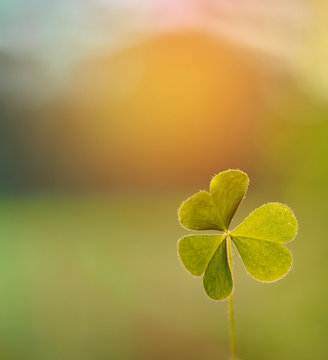 Close up Clovers leave with sun light and blurred green nature background