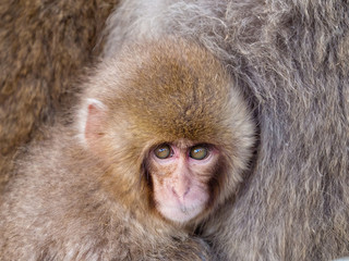 A baby snow monkey cuddles for warmth, Jigokudani, Nagano, Japan