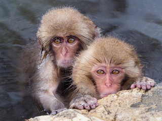 Fototapeta premium Two baby Japanese snow monkeys enjoy the hot spring, Jigokudani, Japan