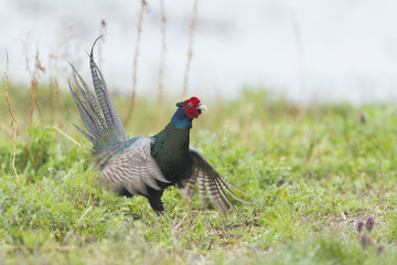 キジ雄(common pheasant)