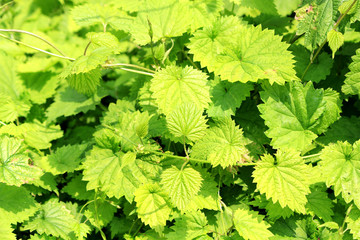 hop herb garden