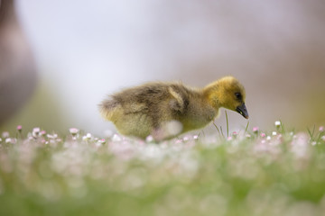 Gänseküken und Gänseblümchen