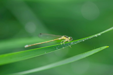 Damselflies stay on the green grass
