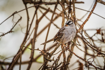White-Crowned Sparrow (Zonotrichia leucophrys) on a branch