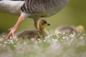 Gänseküken ruhend auf Gänseblümchenwiese