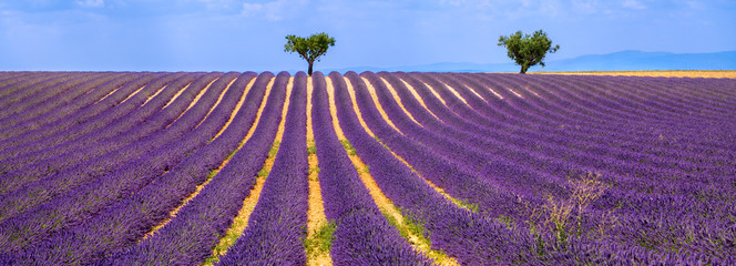 Horizontal panoramic of a lavender field with olive trees in Valensole on Summer afternoon....