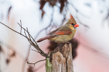 Female Northern Cardinal (Cardinalis cardinalis) sits on tree