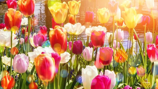 Multicolor tulips field. Nature background with flower bed