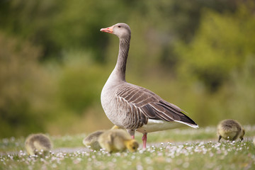Stolze Graugans mit Küken