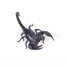 Scorpion isolated on white background