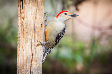 Male Red-bellied woodpecker (Melanerpes carolinus )