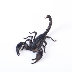 Scorpion isolated on white background