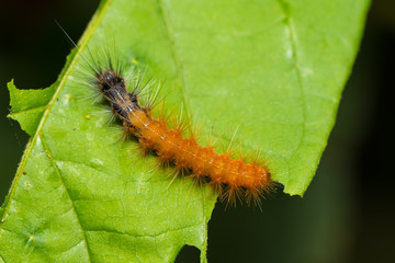 The caterpillar is eating the young leaf.