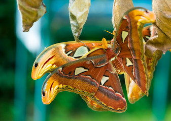 Obraz premium Two giant silkworm moths are mating on the dry leaf.