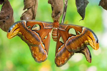 Two giant silkworm moths are mating on the dry leaf.