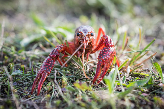 Southeastern Crayfish (Procambarus clarkii) also known as crawdad.  Selective focus on face