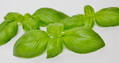 Basil isolated on white background