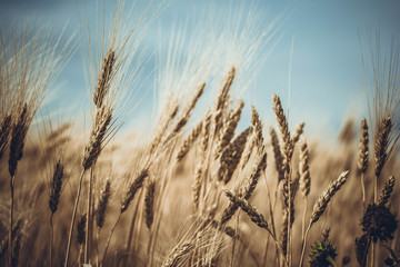 Wheat against the Sky 