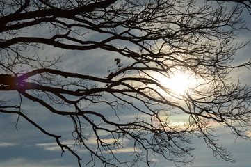 Branches and sunshine