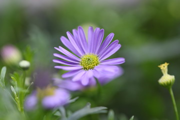 Fototapeta premium Aster