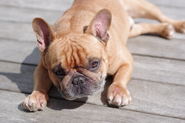 Bouledogue français, couché sur des planches